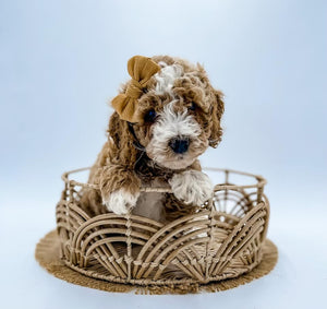 Micro Goldendoodle Girl $2,250