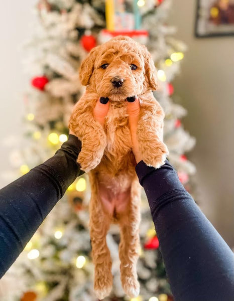 Mini Goldendoodle Girl $2,000