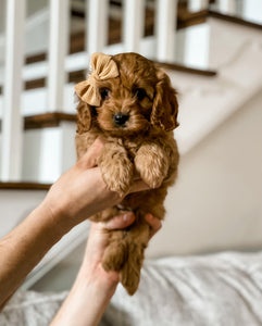 Micro F1 Cavapoo Female $2,500 ($1150 ShopPay)