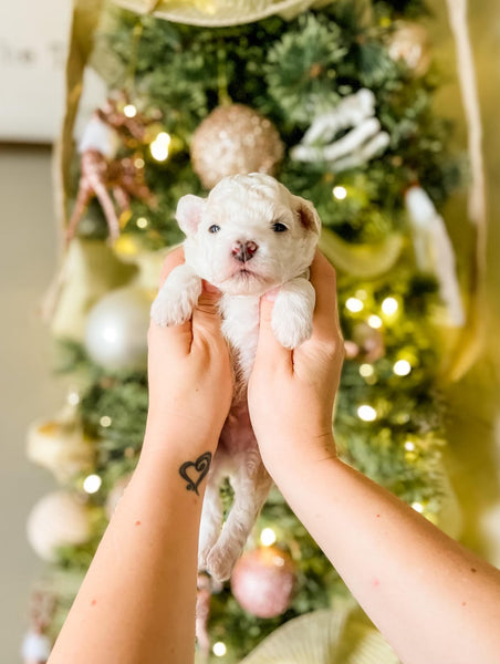 Micro Aussiedoodle Boy $1,500