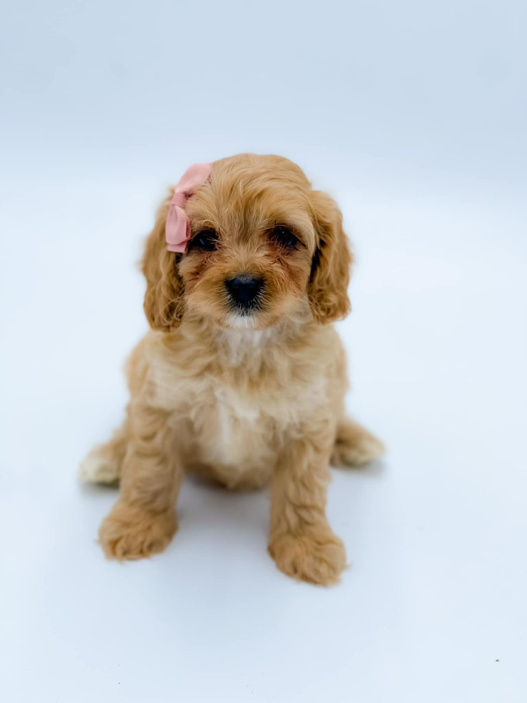 Female Cavapoo Grey Micro F1 Cavapoo Female $2,000 – Lake Cumberland Doodle Farm