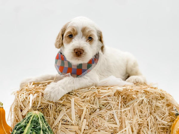 Mini/Medium F1B Cockapoo Male $1,250