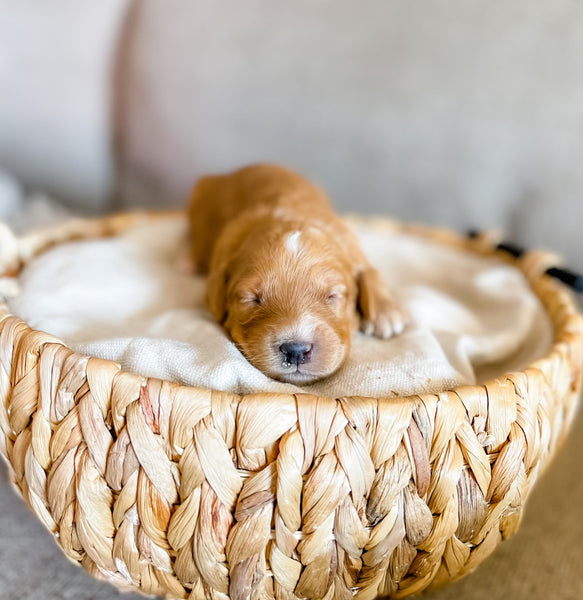 Mini Goldendoodle Girl $2,000