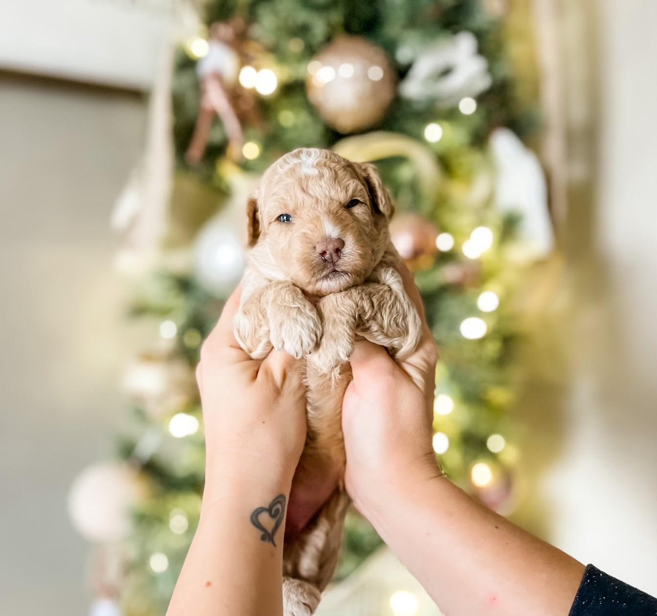 Micro Aussiedoodle Girl $1,500