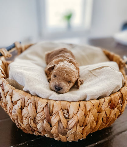 Micro/Mini Goldendoodle Girl $2,000