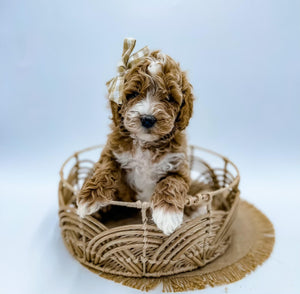 Micro Goldendoodle Girl $2,450