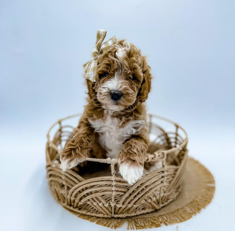 Micro Goldendoodle Girl $1,700
