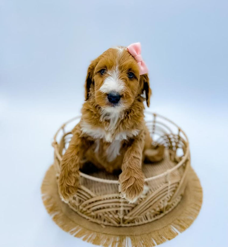 Kiki Puppies