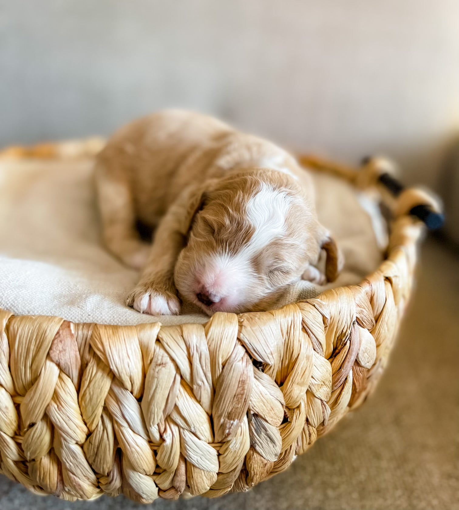 Mini Goldendoodle Girl $2,000