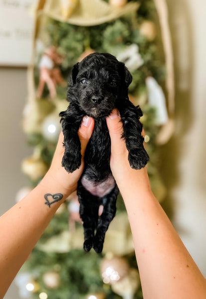 Micro Aussiedoodle Girl $1,200