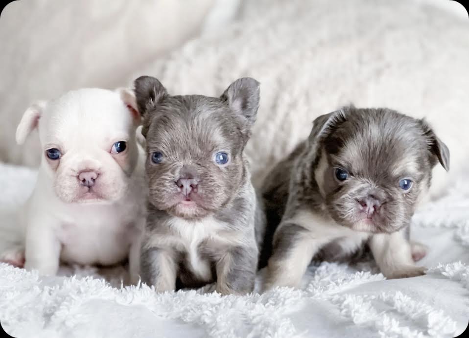 Frenchie Puppies French Bulldog Blue Eyes Price White French Blue