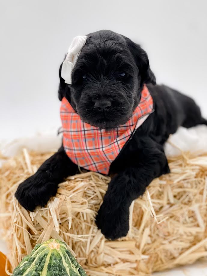 Mini/Medium F1B Cockapoo Female $1,200