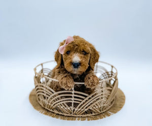 Mini/Medium Goldendoodle Girl $1,200