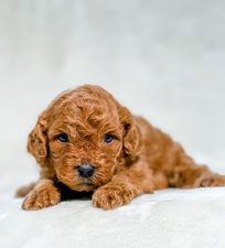 Micro F1B Cavapoo Female $2,000