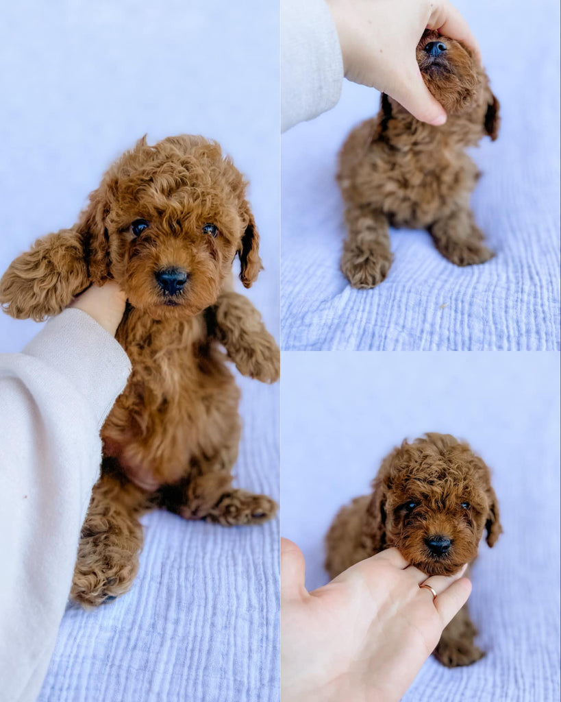 Micro F1B Cavapoo Female $2,000 – Lake Cumberland Doodle Farm