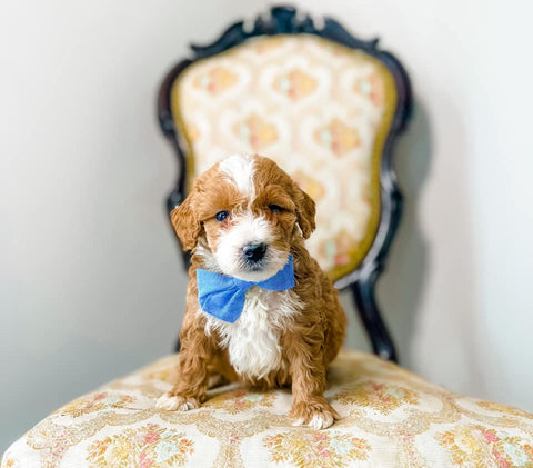 Micro Goldendoodle Boy $2,000