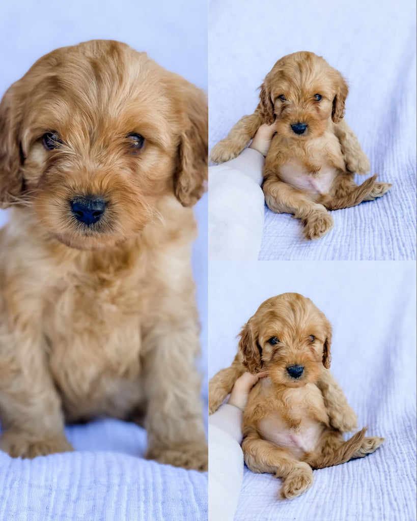 Micro F1B Cavapoo Male $2,000 – Lake Cumberland Doodle Farm