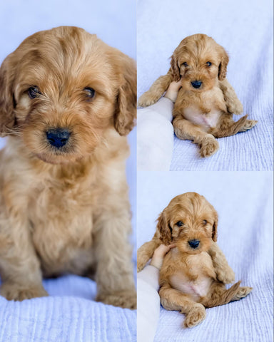 Micro F1B Cavapoo Male $2,000