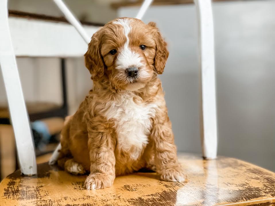 Extra Petite Goldendoodle Theodore Micro Mini Goldendoodle New