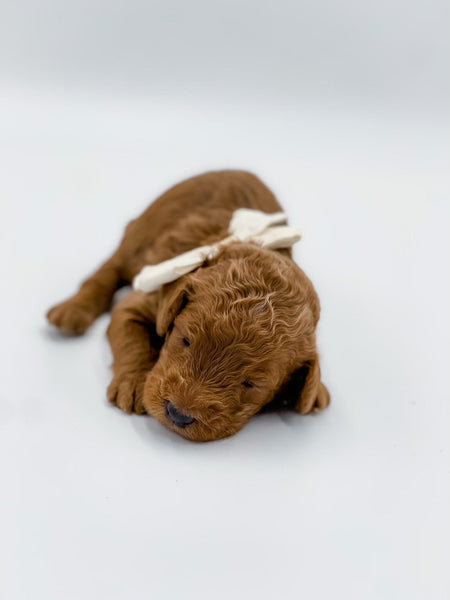 Micro/Mini Male $2,000