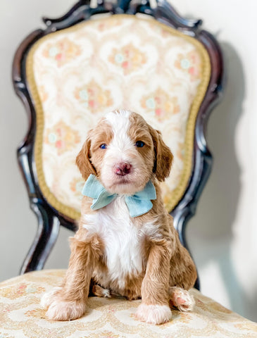 Mini/Med Goldendoodle Boy $1,500