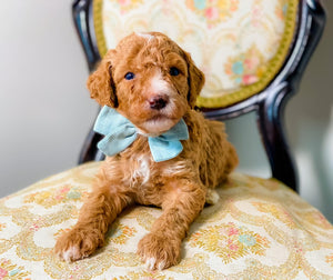 Mini/Med Goldendoodle Boy $1,500