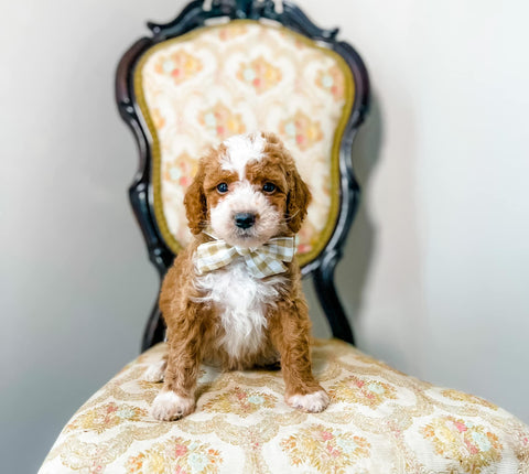 Micro Goldendoodle Boy $2,250