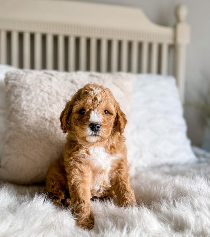Mini Goldendoodle Boy $1,750