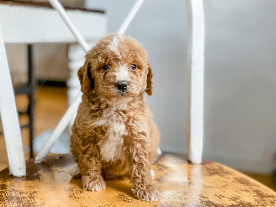 Goldendoodle Service Dog Price Micro/Mini Goldendoodle Boy $1,500