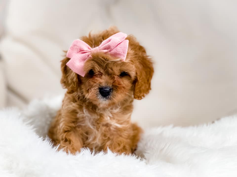Micro F1 Cavapoo Female $2,000 – Lake Cumberland Doodle Farm