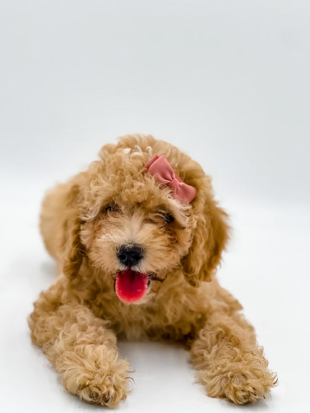 Micro Female $1,500
