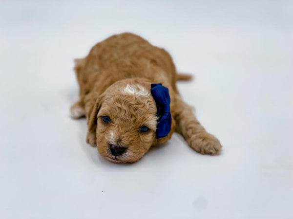 Micro Female $1,500