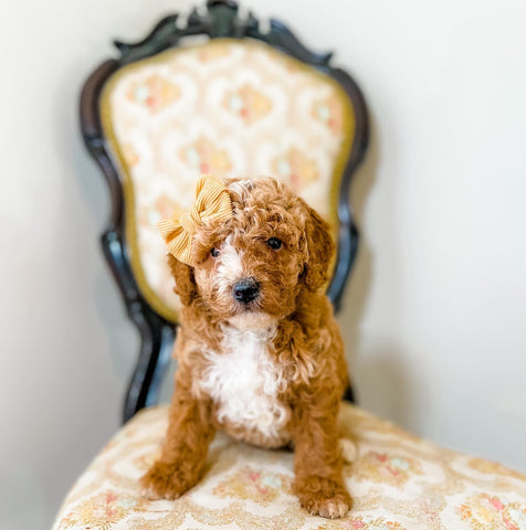 Micro/Mini Goldendoodle Girl $2,000