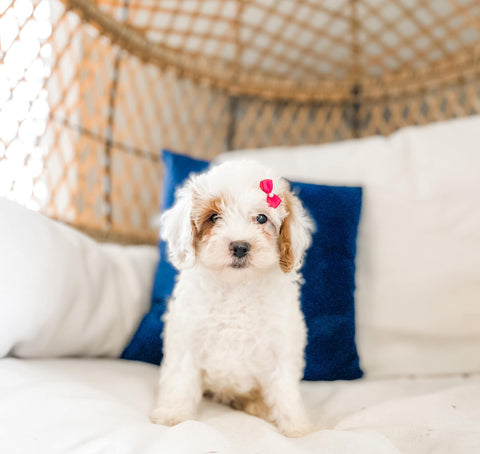Micro Cavoodle Female $1,500
