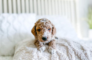 Micro/Mini Goldendoodle Boy $1,750