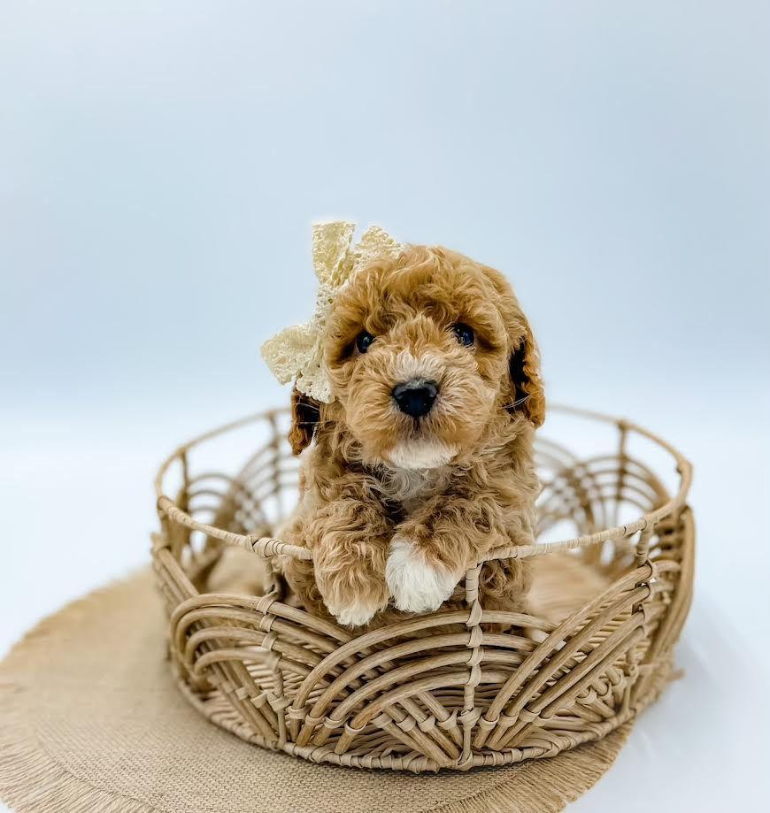 Micro Goldendoodle Girl $1,700