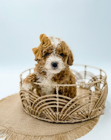 Micro Goldendoodle Girl $2,750