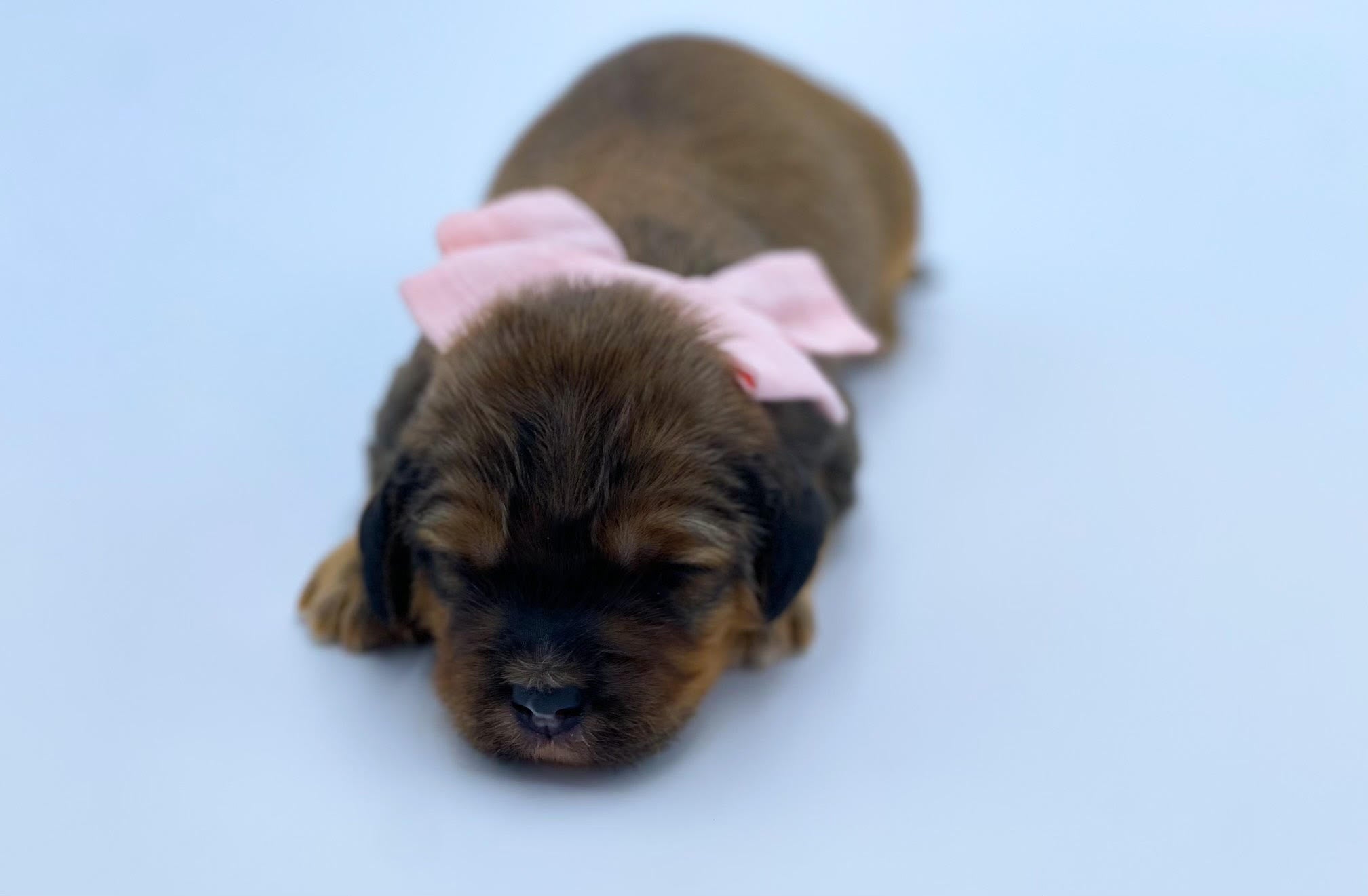 Micro Fawn Cavapoo Girl $2,000