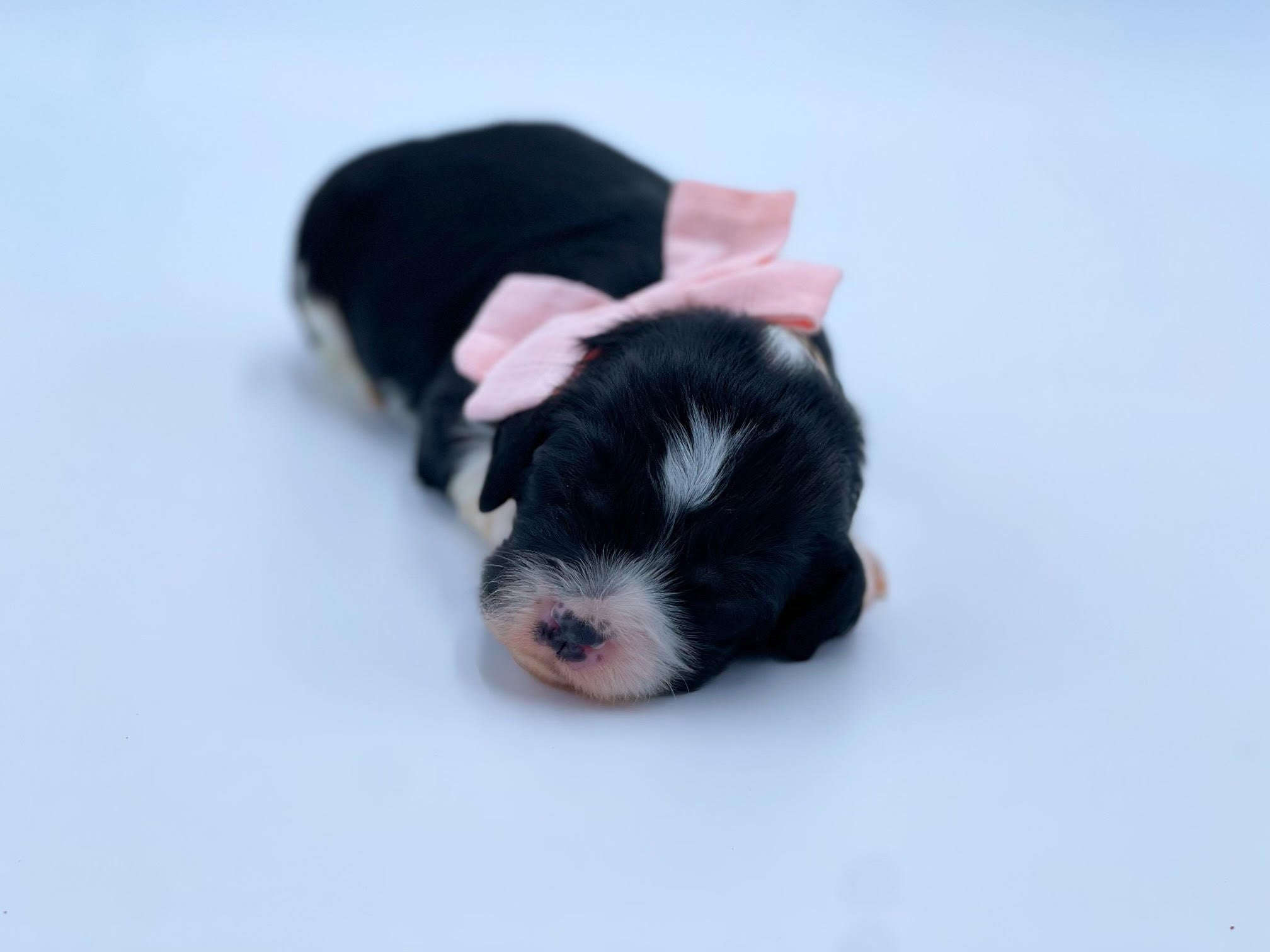 Micro Parti Cavapoo Girl $2,000 – Lake Cumberland Doodle Farm