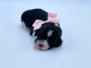 Micro Parti Cavapoo Girl $2,000