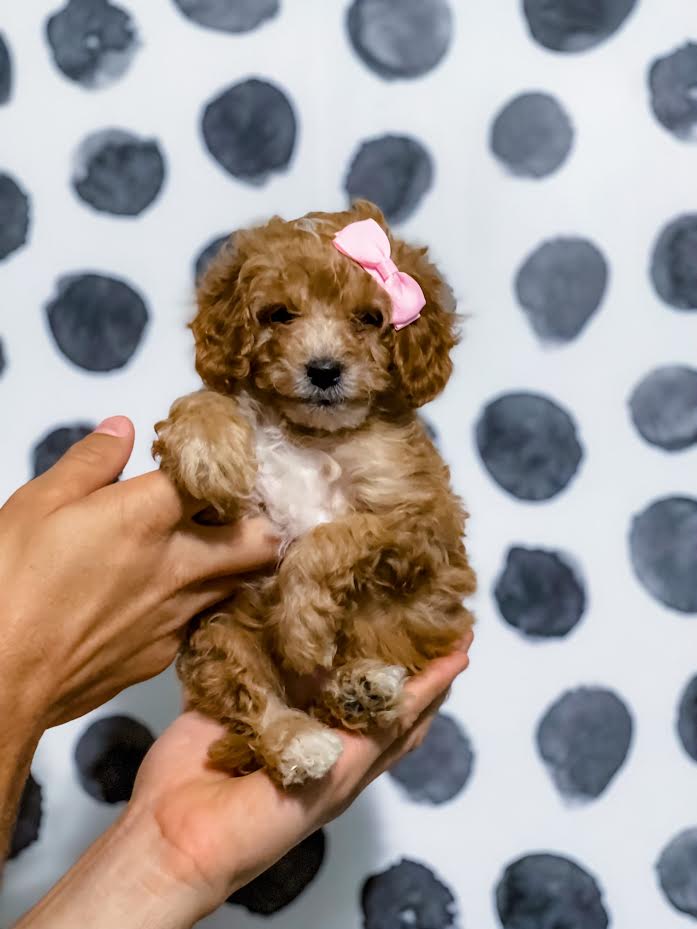 Cava Poo Cavapoo Miniature For Sale Micro F1B Cavapoo Female