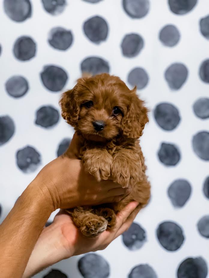 Mini Cavapoo Full Grown