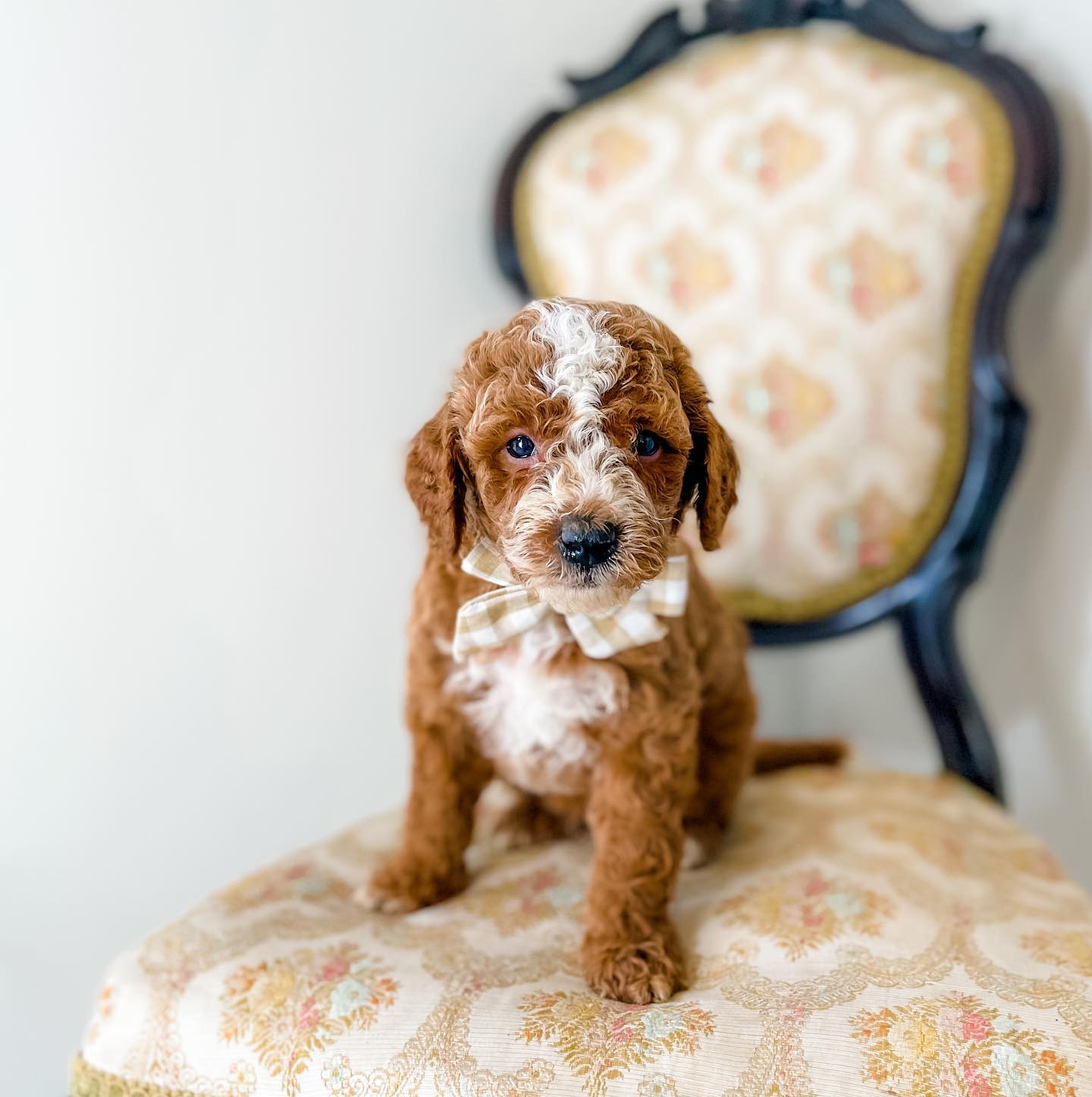 Micro/Mini Goldendoodle Boy $2,000