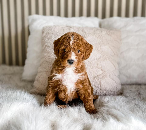 Mini Goldendoodle Boy $2,000