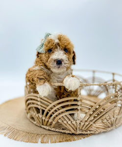 Micro Goldendoodle Girl $2,500