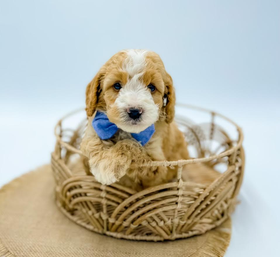 Micro Goldendoodle Boy $1,500