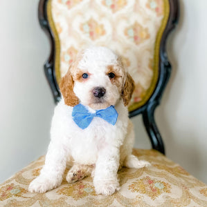 Micro/Mini Goldendoodle Boy $1,000