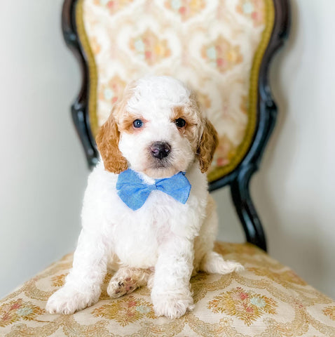 Micro/Mini Goldendoodle Boy $1,000