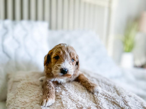 Micro/Mini Goldendoodle Girl $1,600