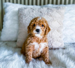 Mini Goldendoodle Girl $1,750